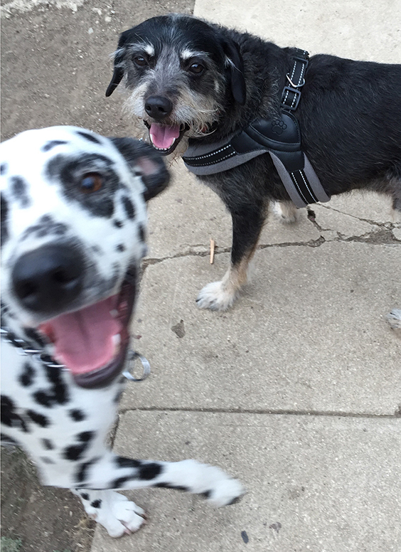 cute_puppies